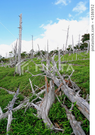 virgin forest, primeval forest, fallen tree 4186952