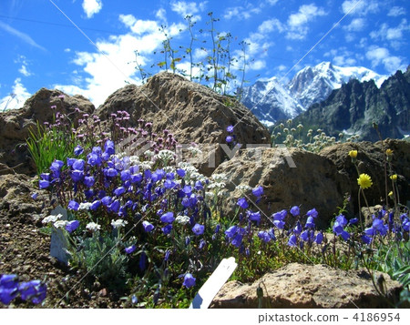 Mont Blanc Takayama Botanical Garden 4186954