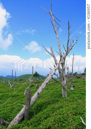 virgin forest, primeval forest, withered 4186957