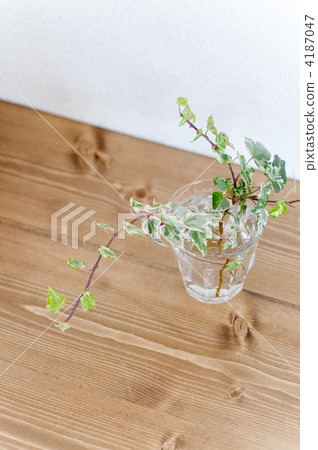 常春藤 花瓶 室內設計師 4187047