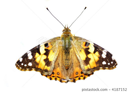 Shimeakatate 4187152