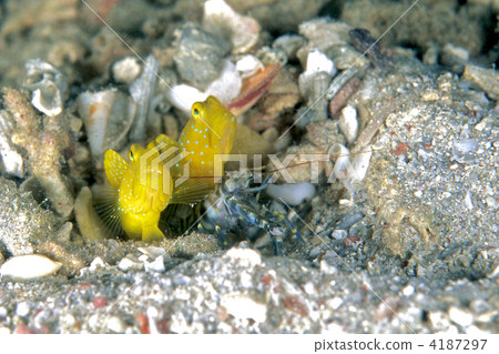emperor shirmp, gobioidei, symbiosis 4187297
