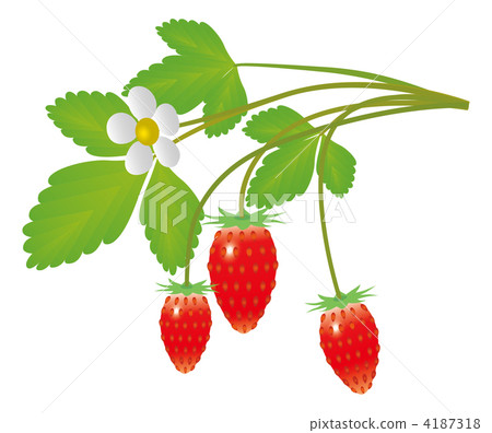 Wild Berry illustration Wild Berry illustration 4187318