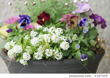 floral hairpin, flower featured hair pin, magenta 4187459