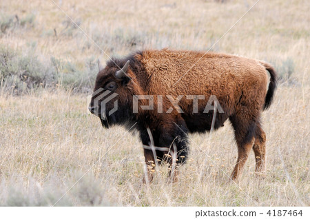 年輕的美國野牛 4187464