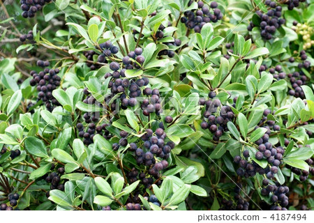 Sharin Bai Fruit 4187494