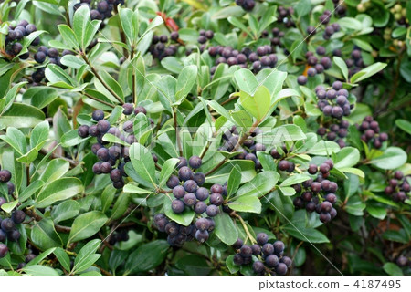 Sharin Bai Fruit 4187495