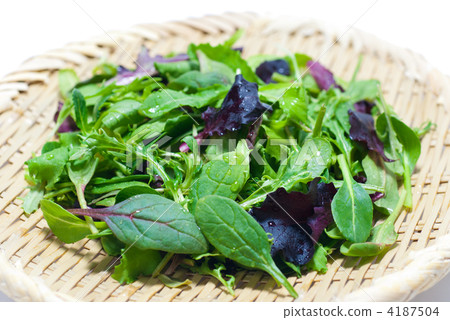 Baby leaf + bonsai 4187504