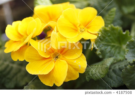 primula juliana, primula, winter flowers 4187508