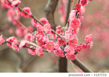 紅梅樹 梅花 樹上的花 4187559
