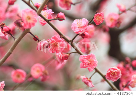 樹上的花 玫瑰花 玫瑰 4187564