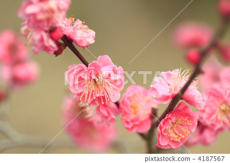 紅梅樹 梅花 樹上的花 4187567