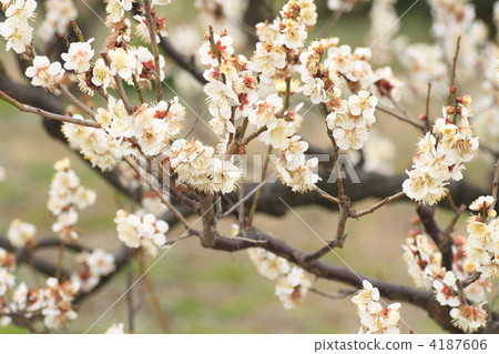 梅花 當時梅 冬至梅花 4187606