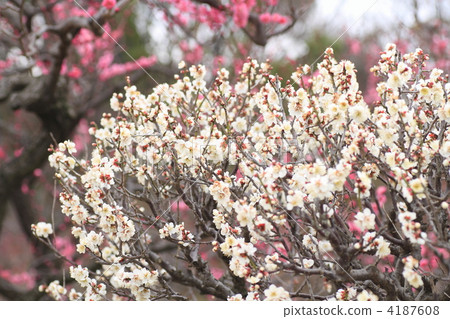梅花 當時梅 冬至梅花 4187608