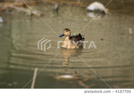 Cogamo (female) who swims on the water surface floating on dead grass 4187700