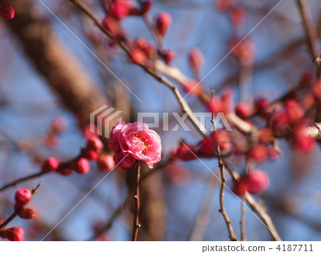 開始開花的紅色李子的芽 開始開花的紅色李子的芽 4187711