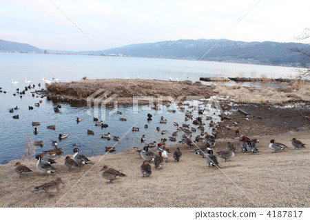 湖邊的鳥類 湖邊的鳥類 4187817