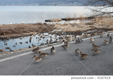 部落的鴨子 部落的鴨子 4187819