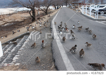 A group of ducks 4187820