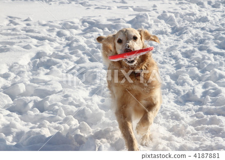 Running with frisbee 4187881