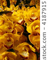 phalaenopsis orchid, orchid, bloom 4187915