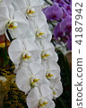 phalaenopsis orchid, bloom, blossom 4187942