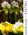 western orchids, orchid, bloom 4187961