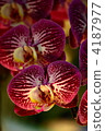 phalaenopsis orchid, orchid, bloom 4187977