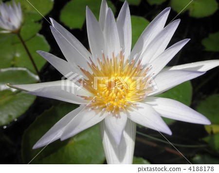 荷花 水面 花瓣 4188178