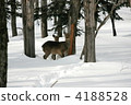 deer, deers, endangered species 4188528