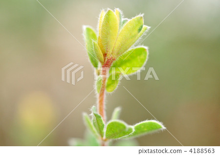 Lotus brimstone in winter 4188563