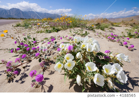 Desert Wildflower 4188565