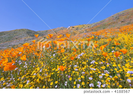 野花在南加州 4188567