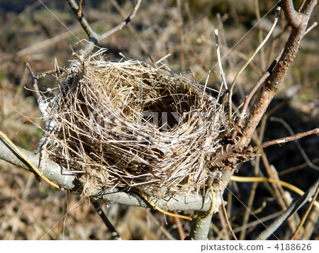 Bird's nest 4188626