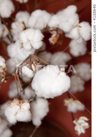 Cotton 4188640