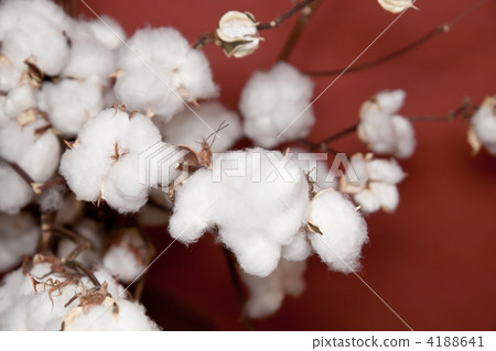 棉花 4188641