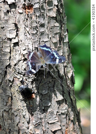 Ruritateja Ruritateja 4190384