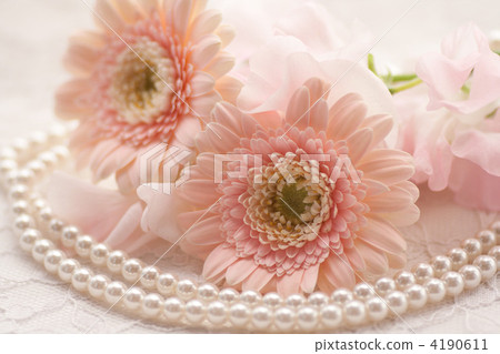 pink gerbera 4190611