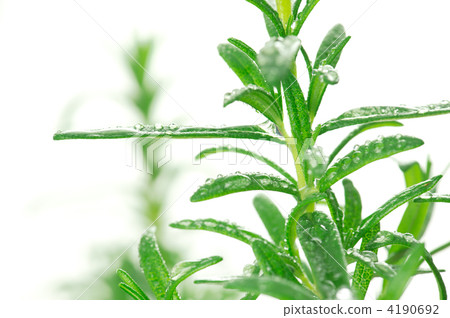 香草 草本的 藥草 4190692