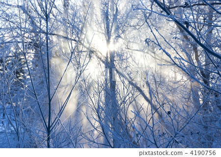 cold morning 4190756