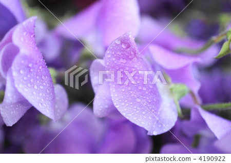sweet pea, lathyrus, purple flower 4190922