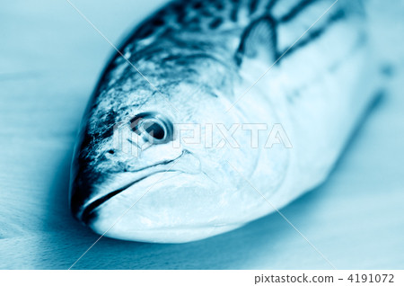 bonito (fish), fish, fresh fish 4191072