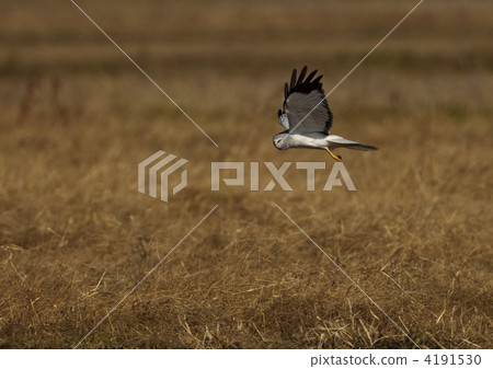 由翻譯提供支持 4191530