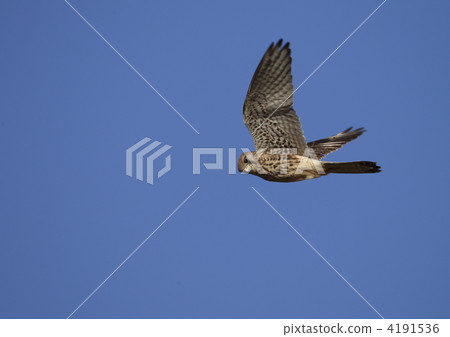 Chrysanthemum 4191536