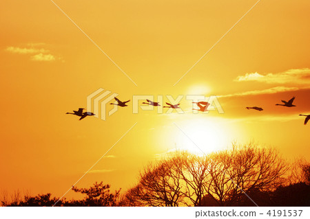 tundra swan, swan, swans 4191537