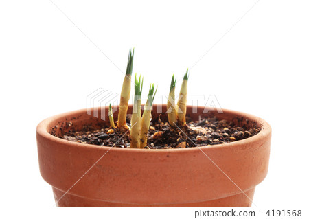 番紅花與芽 番紅花與芽 4191568