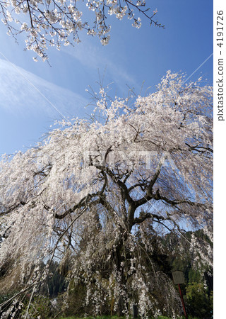 在佛教場所垂枝櫻花 4191726