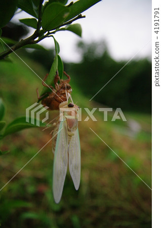 From cicadas pupa to adults 4191791