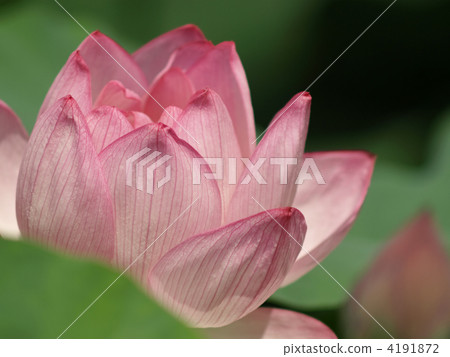 Oga蓮花 Oga蓮花 4191872