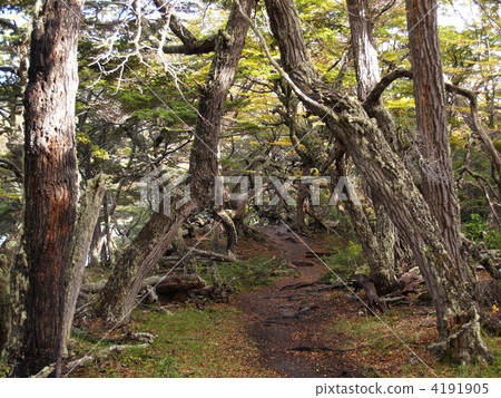 Fuego Island的徒步旅行路線 4191905